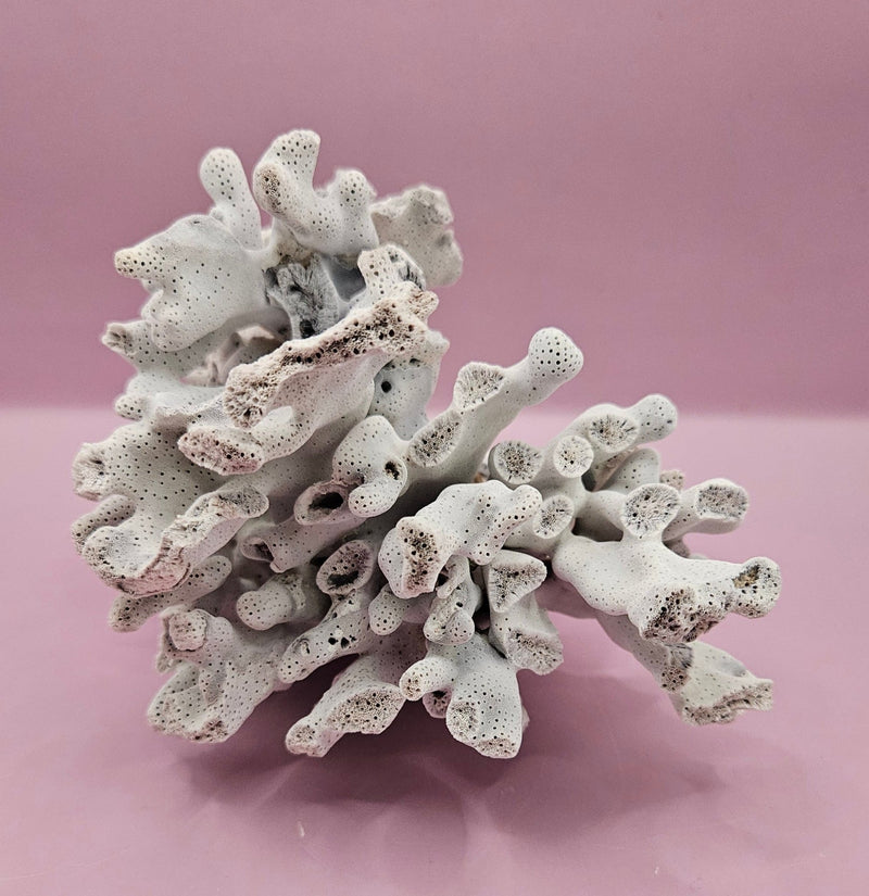 Vintage Blue Ridge Coral Specimen - Natural Decorative Piece (6.5x4.5x4.5") - CoralTideline