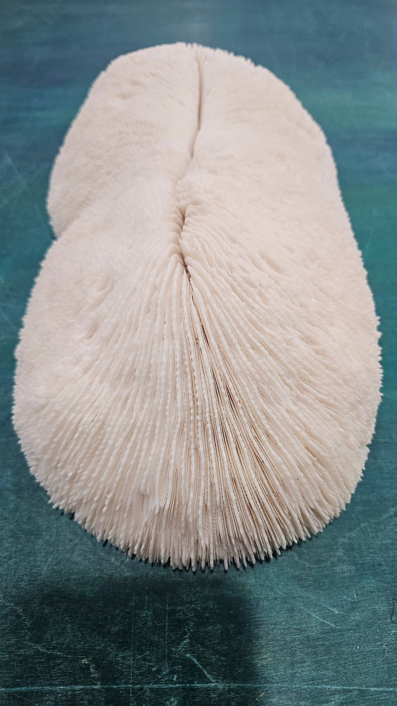 Vintage Bone White Slippers Coral – Unique Natural Ocean Decor (14.5" x 7.25") - CoralLoving Coastal Living