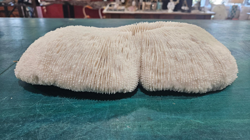 Vintage Bone White Slippers Coral – Unique Natural Ocean Decor (14.5" x 7.25") - CoralLoving Coastal Living
