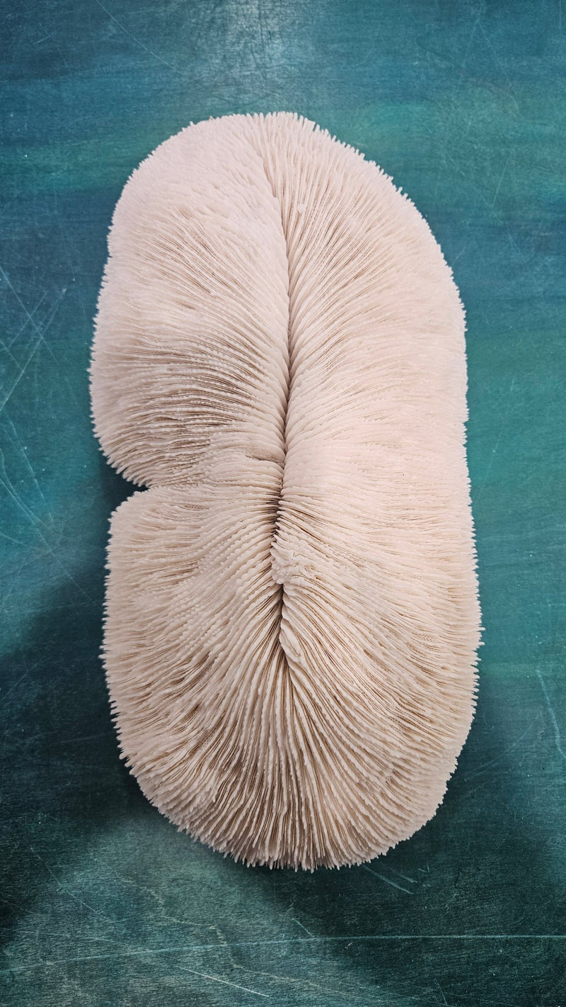 Vintage Bone White Slippers Coral – Unique Natural Ocean Decor (14.5" x 7.25") - CoralLoving Coastal Living