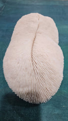Vintage Bone White Slippers Coral – Unique Natural Ocean Decor (14.5