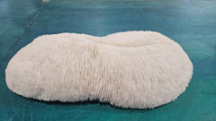 Vintage Bone White Slippers Coral – Unique Natural Ocean Decor (14.5