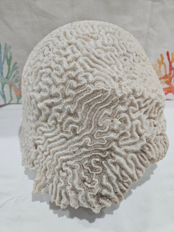 Vintage Brain Coral - 11.25" - coralTideline