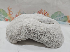 Vintage Brain Coral - 13.25 - coralTideline