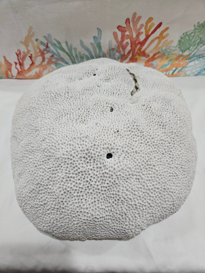 Vintage Brain Coral - 13.25 - coralTideline