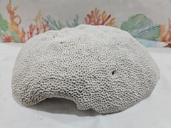 Vintage Brain Coral - 13.25 - coralTideline