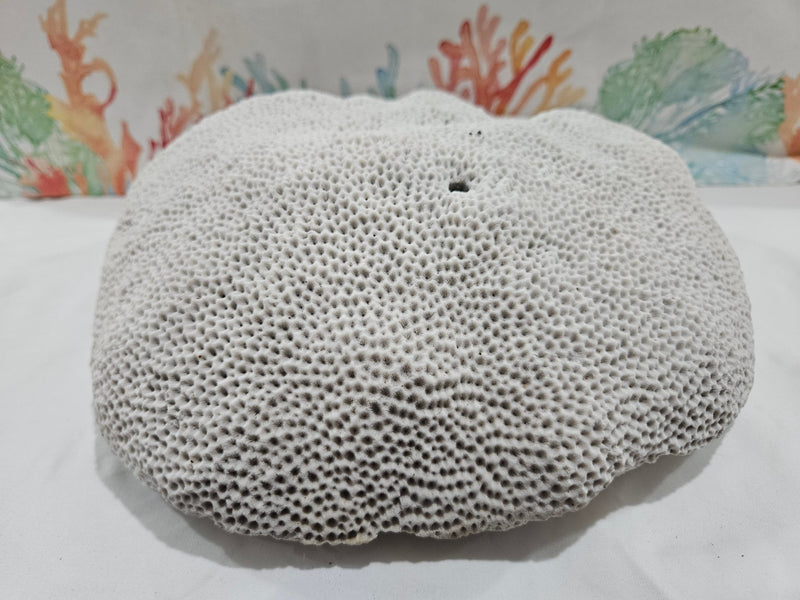 Vintage Brain Coral - 13.25 - coralTideline