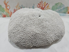 Vintage Brain Coral - 13.25 - coralTideline