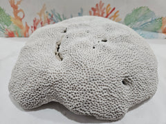 Vintage Brain Coral - 13.25 - coralTideline