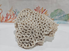 Vintage Brain Coral - 8