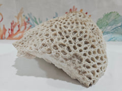 Vintage Brain Coral - 8