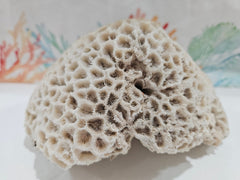 Vintage Brain Coral - 8