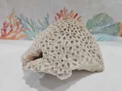 Vintage Brain Coral - 8