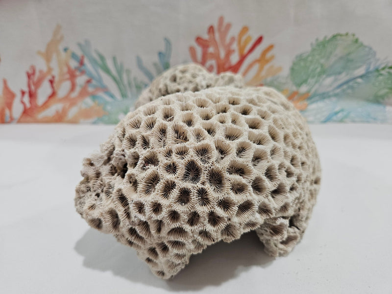 Vintage Brain Coral - 8.75" - coralTideline