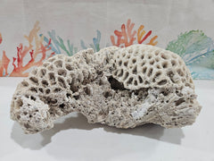 Vintage Brain Coral - 8.75