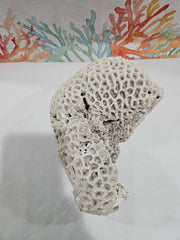 Vintage Brain Coral - 8.75