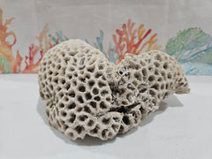 Vintage Brain Coral - 8.75
