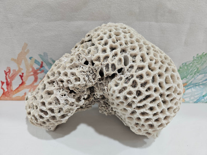 Vintage Brain Coral - 8.75" - coralTideline