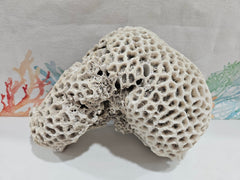 Vintage Brain Coral - 8.75
