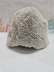 Vintage Brain Coral - 9.5