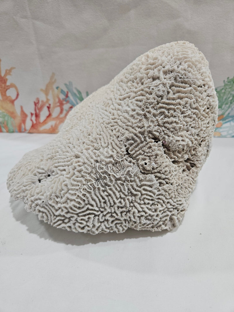 Vintage Brain Coral - 9.5" - coralTideline