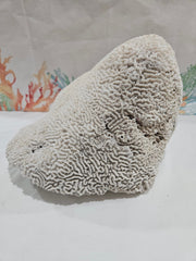 Vintage Brain Coral - 9.5