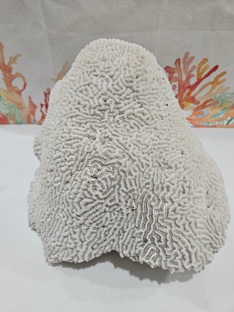 Vintage Brain Coral - 9.5" - coralTideline