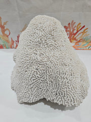 Vintage Brain Coral - 9.5