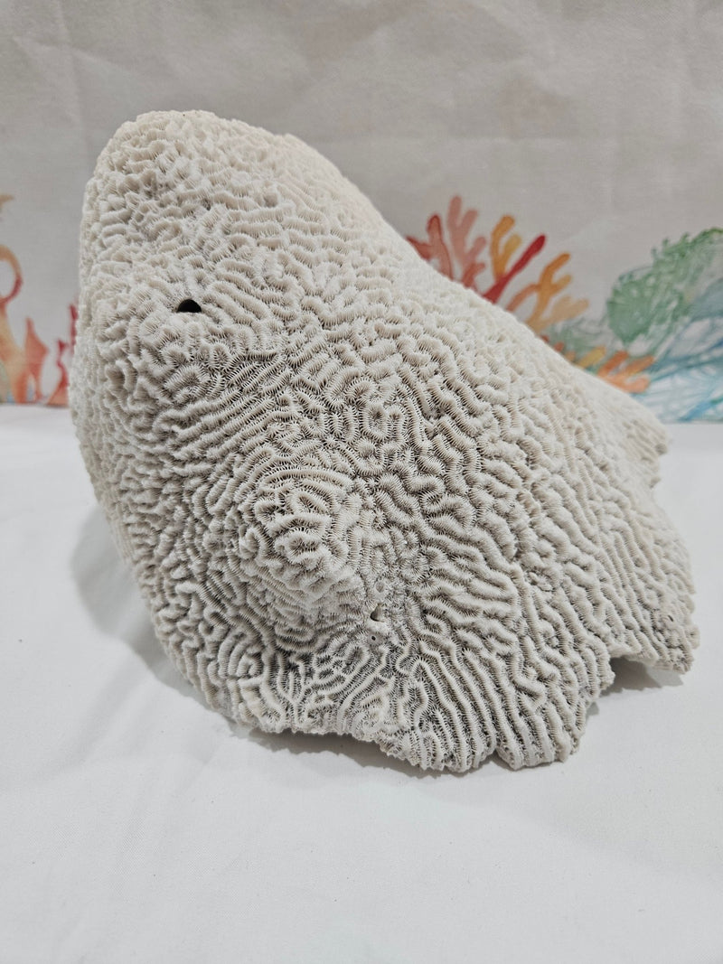 Vintage Brain Coral - 9.5" - coralTideline