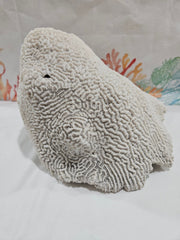 Vintage Brain Coral - 9.5