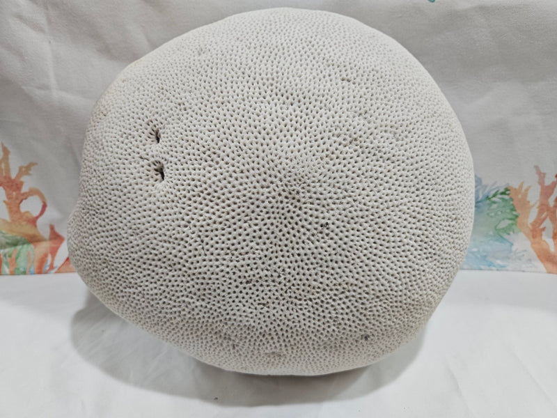 Vintage Brain Coral – Extra Large Natural Coastal Decor (12") - coralTideline