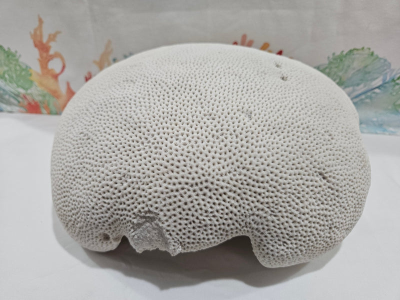 Vintage Brain Coral – Extra Large Natural Coastal Decor (12") - coralTideline
