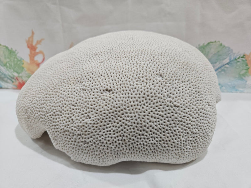 Vintage Brain Coral – Extra Large Natural Coastal Decor (12") - coralTideline