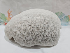 Vintage Brain Coral – Extra Large Natural Coastal Decor (12
