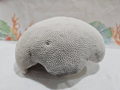 Vintage Brain Coral – Extra Large Natural Coastal Decor (12