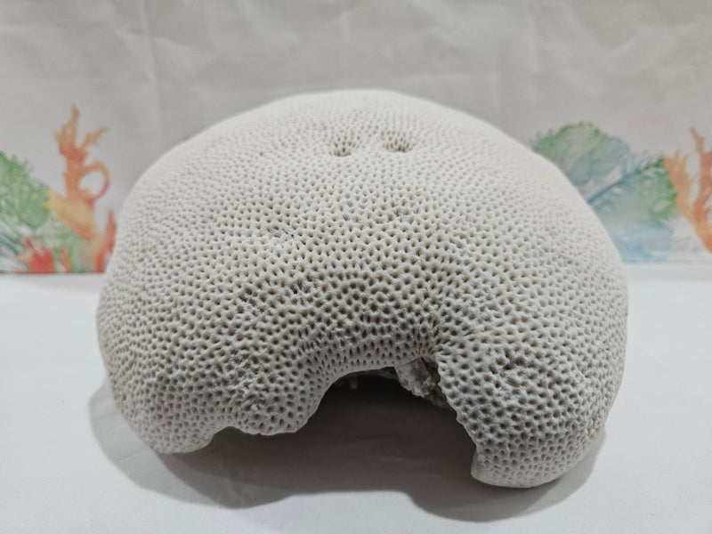 Vintage Brain Coral – Extra Large Natural Coastal Decor (12") - coralTideline