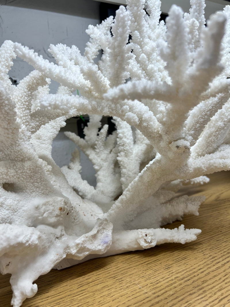 Vintage Branch Coral Creation - 28" - coralTideline