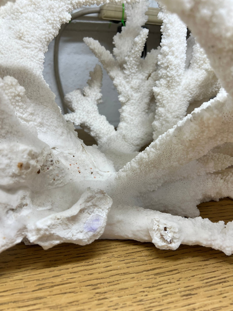 Vintage Branch Coral Creation - 28" - coralTideline
