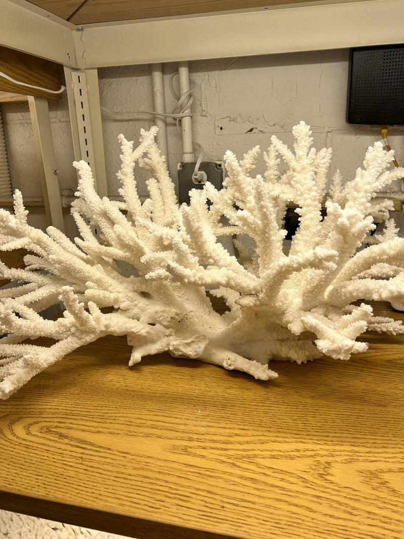 Vintage Branch Coral Creation - 28" - coralTideline