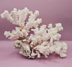Vintage Brownstem Coral - 10