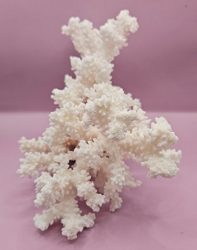 Vintage Brownstem Coral - 10"x7" - CoralLoving Coastal Living