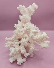 Vintage Brownstem Coral - 10