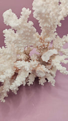 Vintage Brownstem Coral - 10