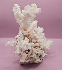 Vintage Brownstem Coral - 10