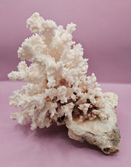 Vintage Brownstem Coral - Natural Decorative Specimen (10.5