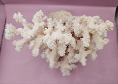 Vintage Brownstem Coral - Natural Decorative Specimen (10.5