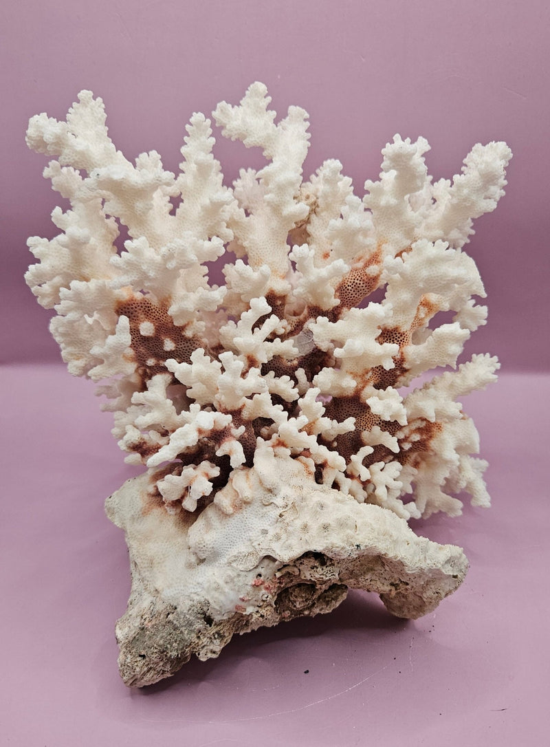 Vintage Brownstem Coral - Natural Decorative Specimen (10.5"x9"x6") - CoralLoving Coastal Living