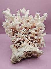 Vintage Brownstem Coral - Natural Decorative Specimen (10.5