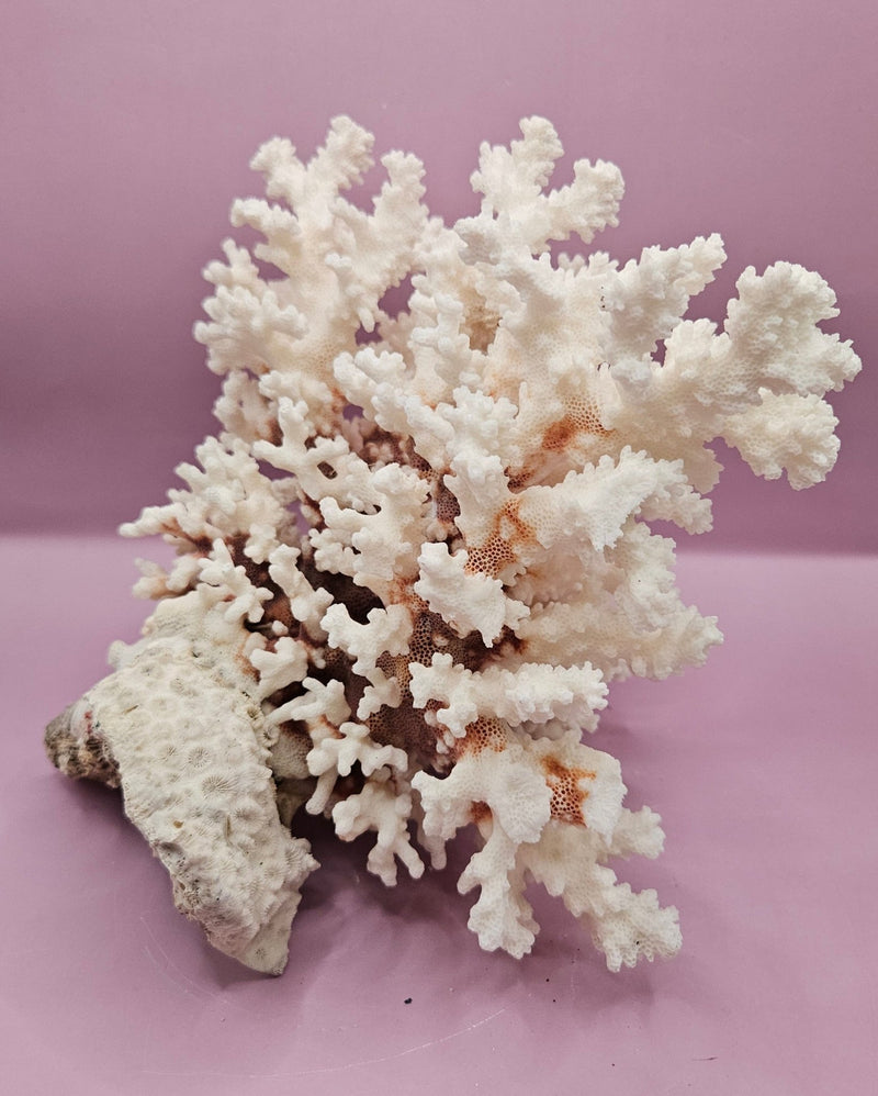 Vintage Brownstem Coral - Natural Decorative Specimen (10.5"x9"x6") - CoralLoving Coastal Living