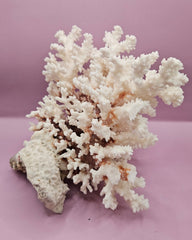 Vintage Brownstem Coral - Natural Decorative Specimen (10.5